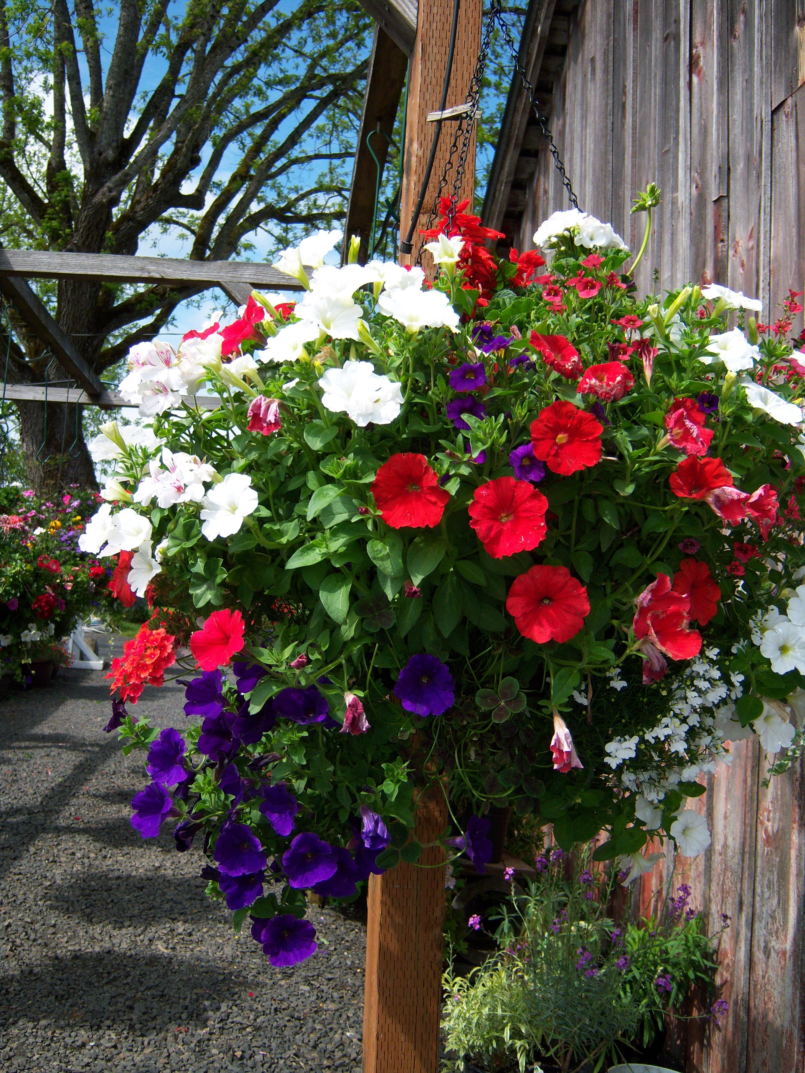 16" Sun Basket - California