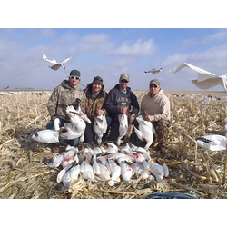 snow goose hunt l goose hunts l snow goose hunting