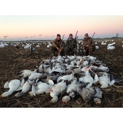 snow goose hunt l goose hunts l snow goose hunting